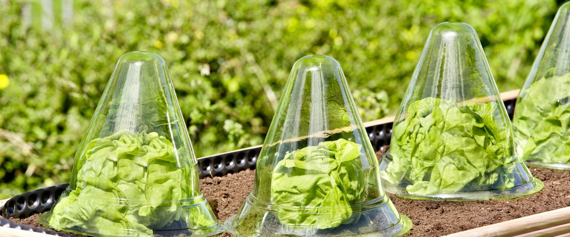 Palántázási kisokos – Így nevelj zamatos zöldségeket otthonodban!