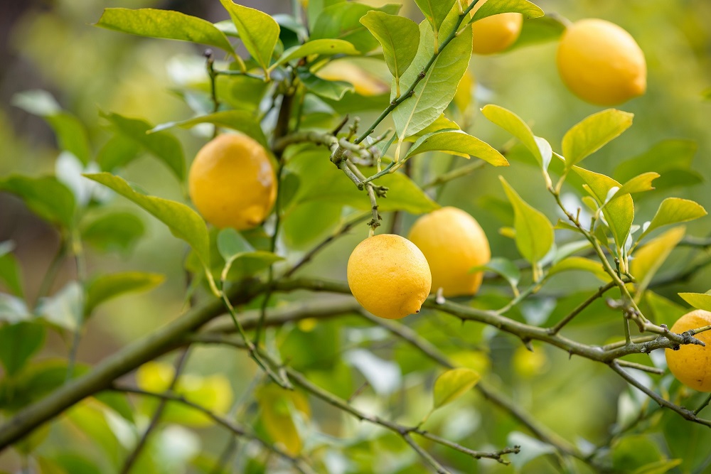 A citrusfélék teleltetése
