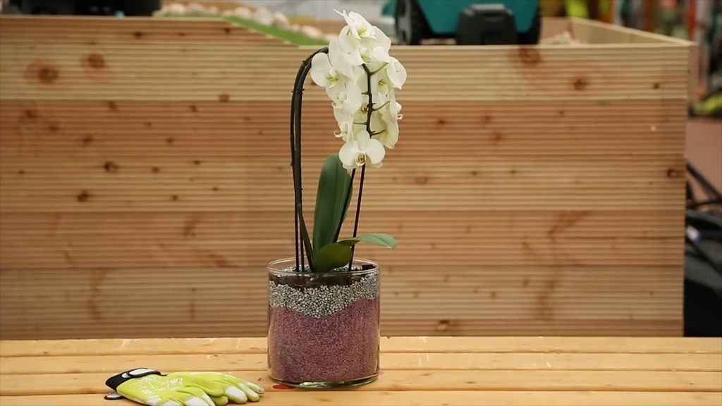 diy orchidea átültetés